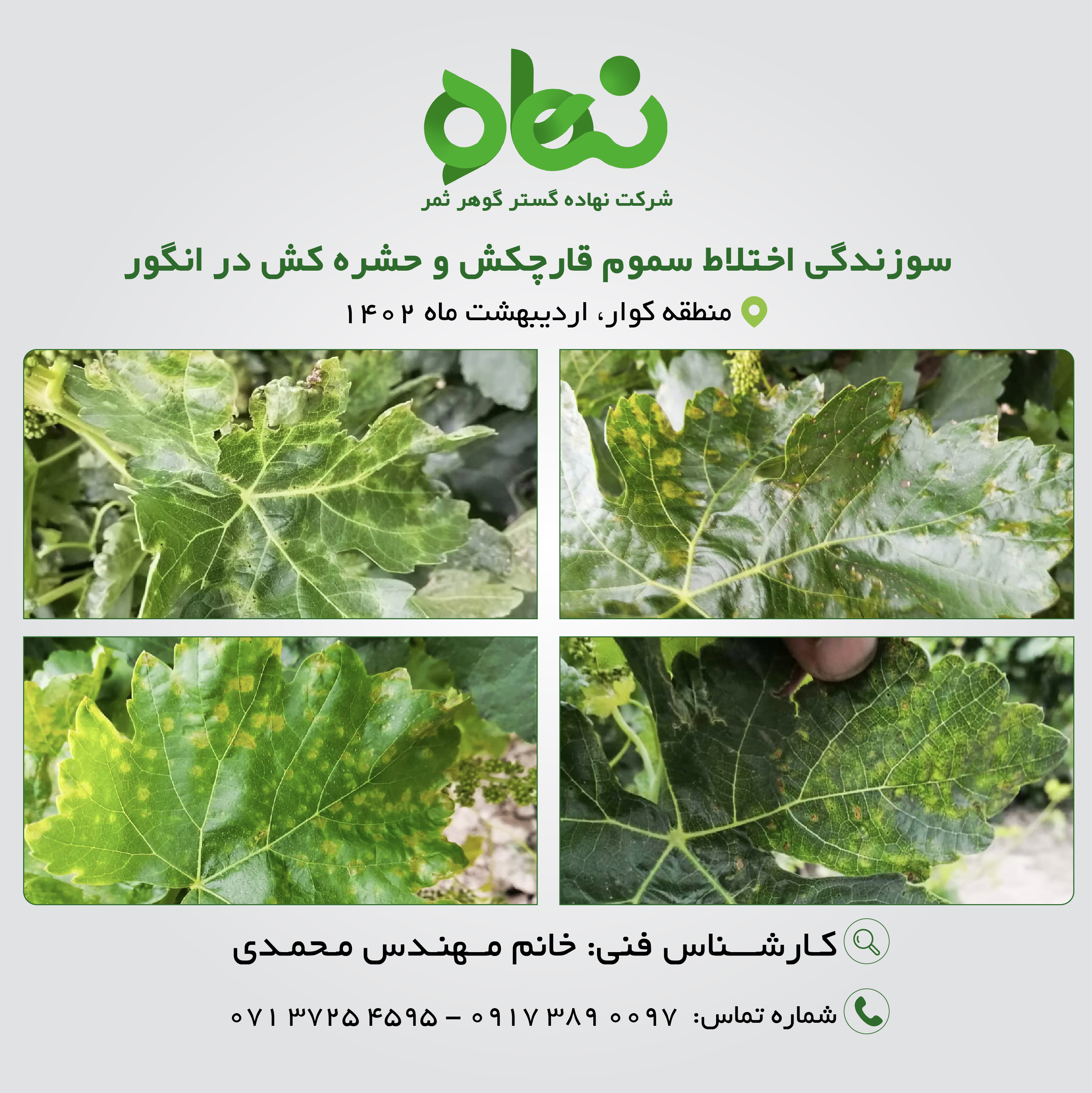 سوزندگی اختلاط سموم قارچ کش و حشره کش در انگور